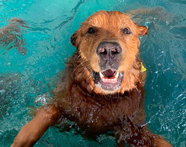 Dog brincando na piscina